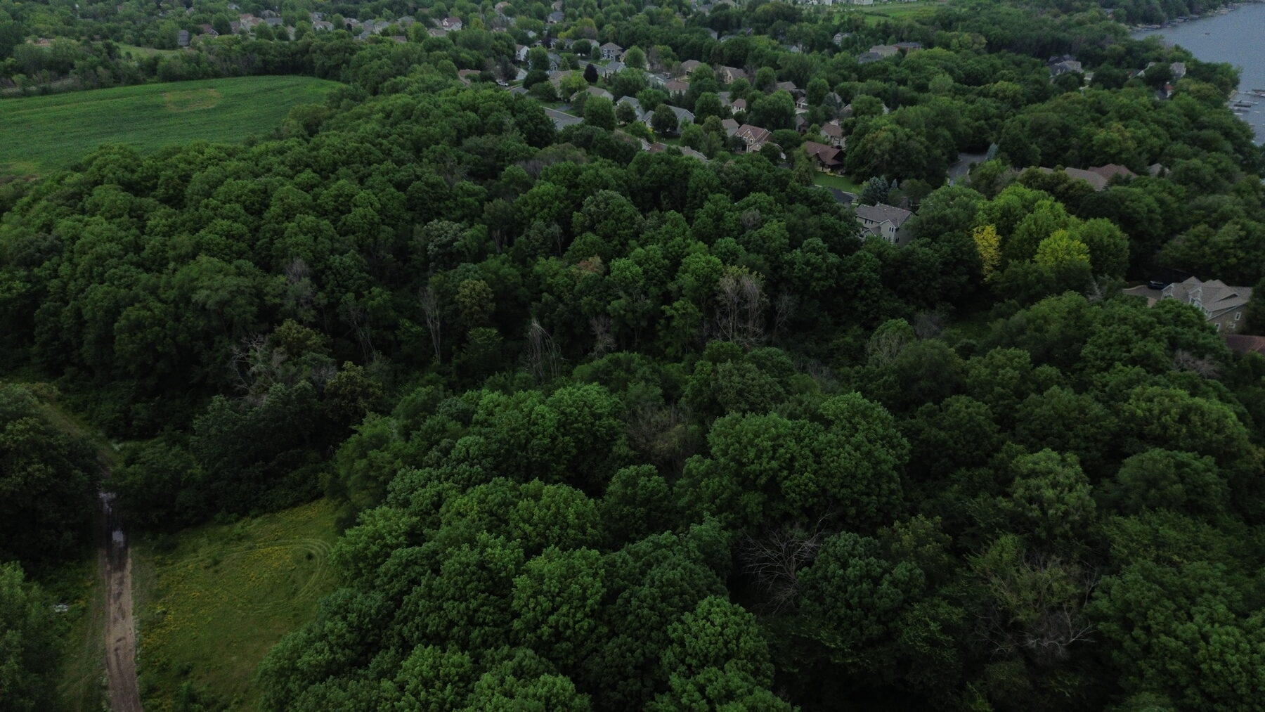 Oak canopy and open-space corridor across the north end of the site