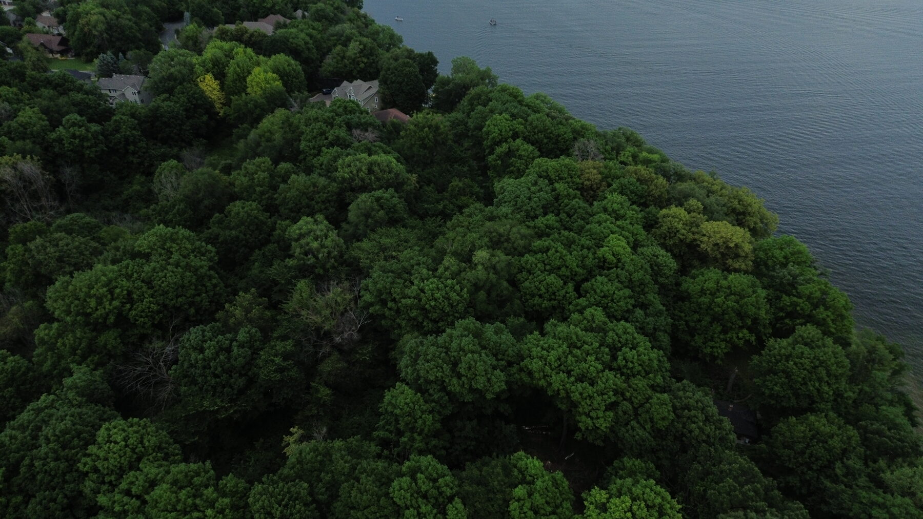 Tree line meeting the Cow Bay water's edge along the Lakeshore Collection